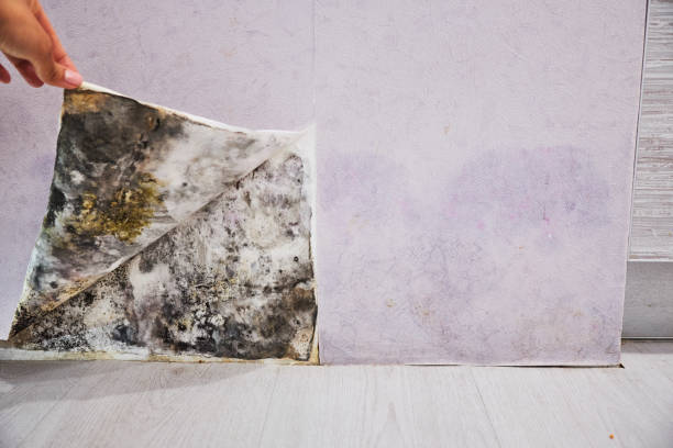 Best Bathroom Mold Remediation in Lakeside Park, KY